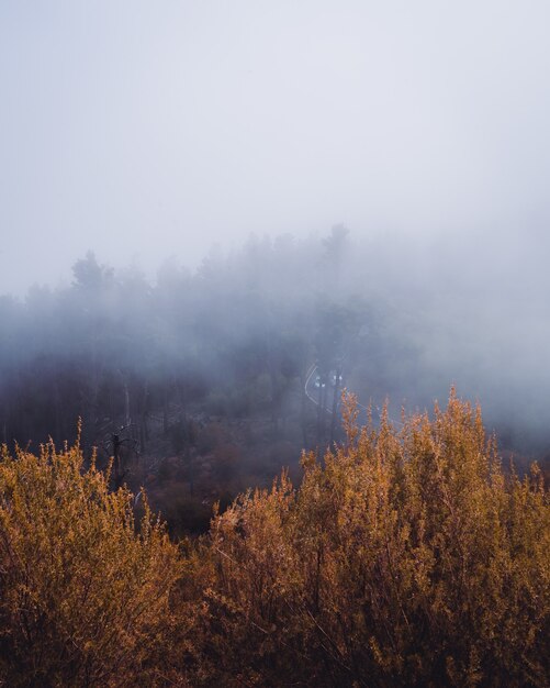 Foto vertical de alto ângulo de árvores amarelas cobertas pela névoa