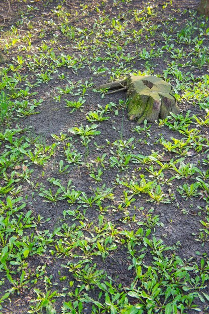 Foto vertical de alto ângulo de plantas verdes frescas crescendo no solo