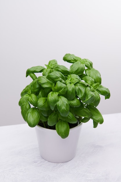 Foto vertical de alto ângulo de uma bela planta em um vaso branco em uma superfície branca