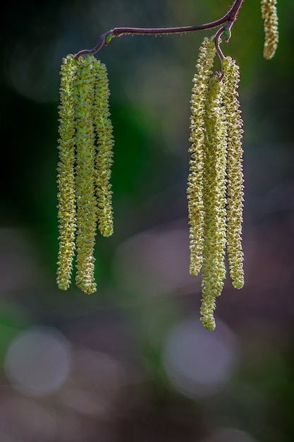 Foto vertical de amieiro pendurado em galhos de árvores