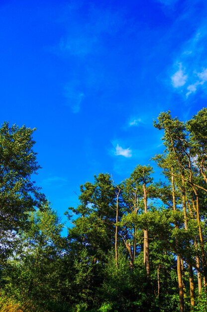 Foto vertical de árvores altas do parque com o céu azul ao fundo