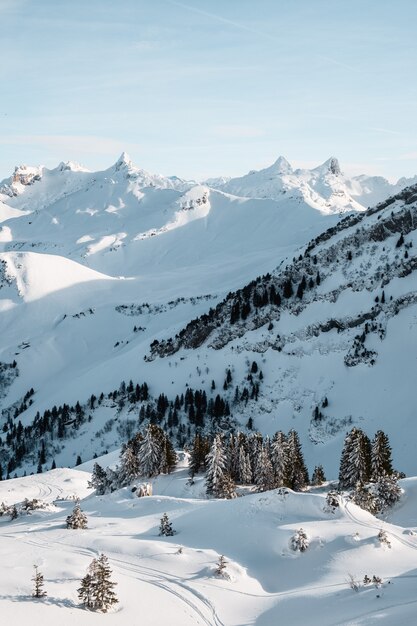 Foto vertical de árvores altas no inverno