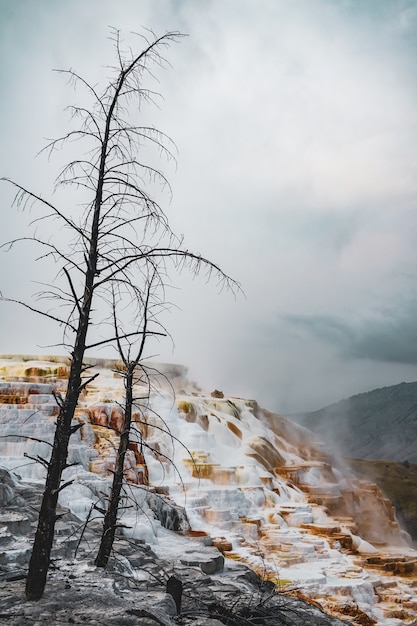 Foto vertical de árvores em uma colina coberta de neve capturada em um dia de nevoeiro