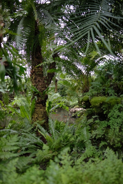 Foto vertical de árvores verdes tropicais e muitos arbustos