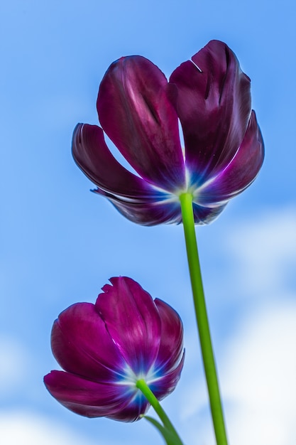 Foto vertical de baixo ângulo de magníficas tulipas pretas sob o céu azul