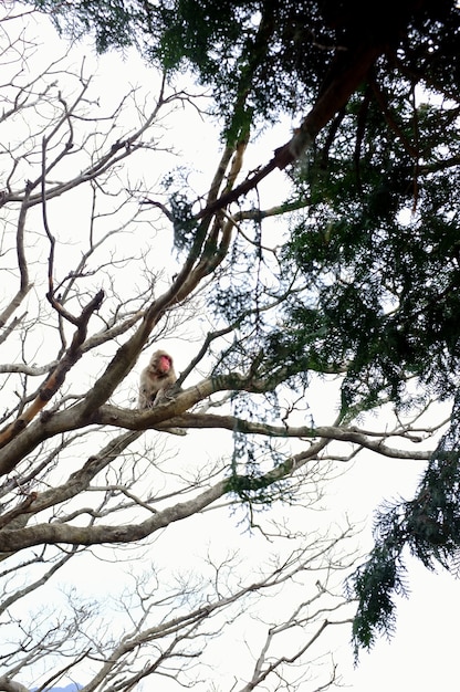 Foto vertical de baixo ângulo de um macaco sentado no galho de uma árvore