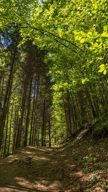 Foto vertical de baixo ângulo de uma trilha na floresta