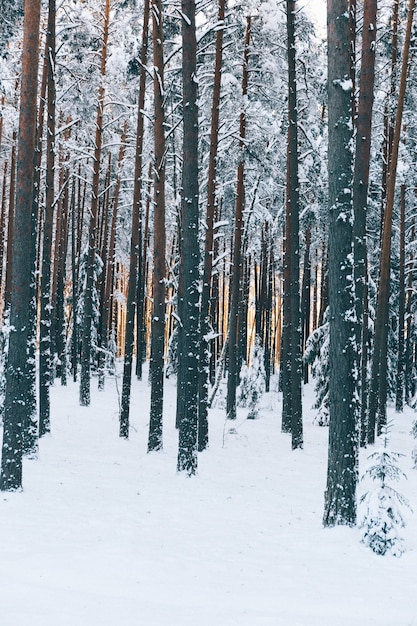 Foto vertical de belas árvores altas em uma floresta em um campo coberto de neve