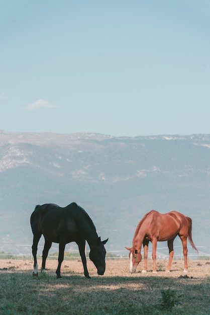 Foto vertical de dois cavalos pastando em um pasto com altas montanhas