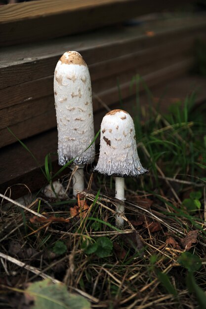 Foto vertical de dois cogumelos exóticos cercados por grama verde por um degrau de madeira