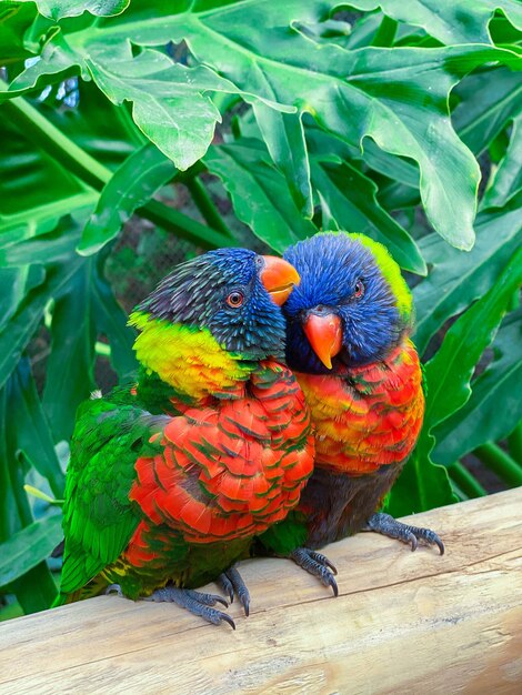 Foto vertical de dois papagaios coloridos empoleirados em uma madeira