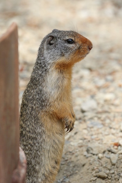 Foto vertical de esquilo