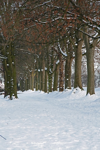 Foto vertical de fileiras de árvores nuas e paisagem de parque coberto de neve em Brabant, Holanda