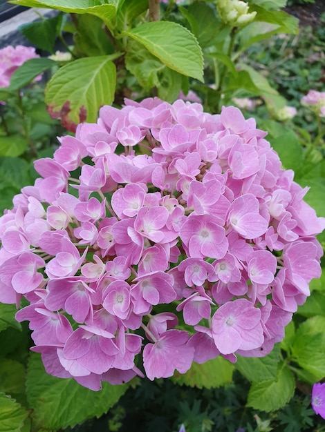 Foto vertical de flores de hortênsia rosa em plena floração