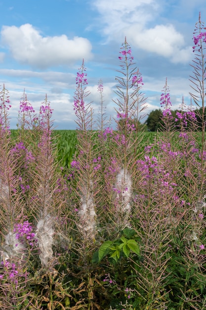 Foto vertical de flores rosa exóticas em frente a um belo prado coberto de grama