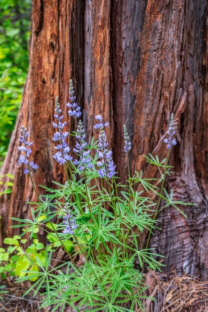 Foto vertical de flores roxas altas ao redor de uma árvore grossa marrom