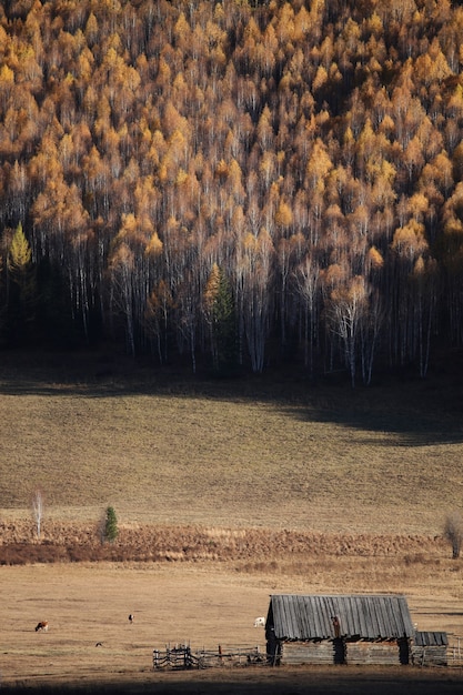 Foto vertical de floresta de outono em Xijiang, China