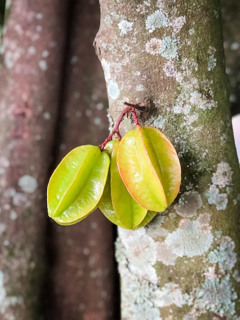Foto vertical de frutos de carambola no tronco de uma árvore