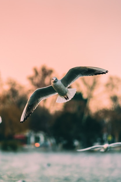 Foto vertical de gaivotas voando sobre o mar ao pôr do sol