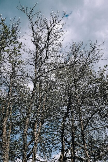 Foto vertical de galhos de árvores nuas no parque sob céu nublado