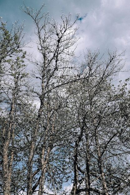 Foto vertical de galhos de árvores nuas no parque sob céu nublado