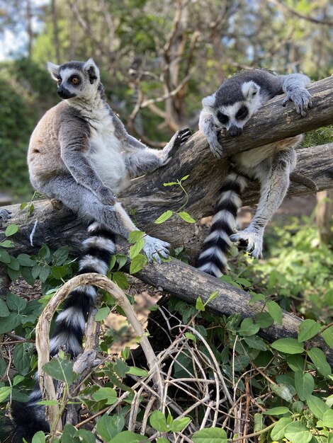 Foto vertical de lêmures de cauda anelada fofos brincando em uma árvore em um parque