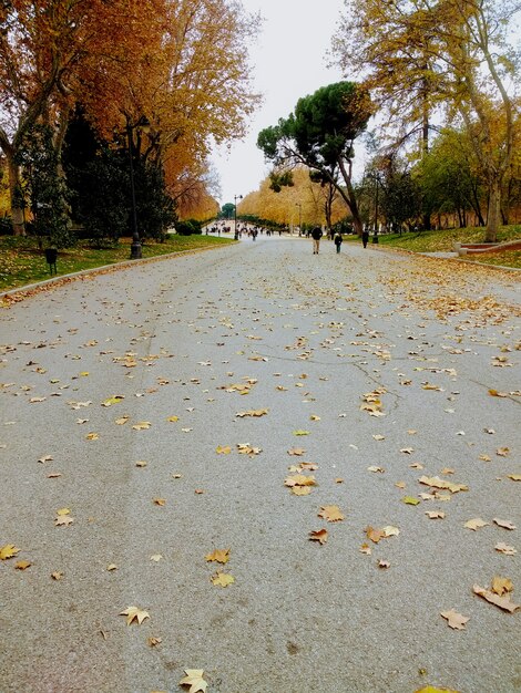 Foto vertical de pessoas caminhando ao lado de árvores em um parque durante o outono