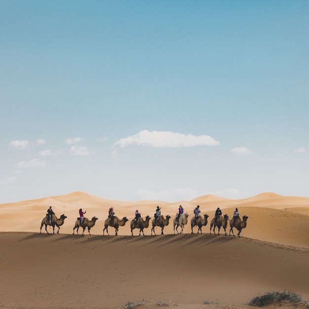 Foto vertical de pessoas montando camelos em uma duna de areia no deserto