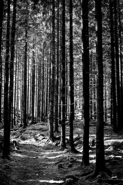 Foto vertical de pinheiros na floresta