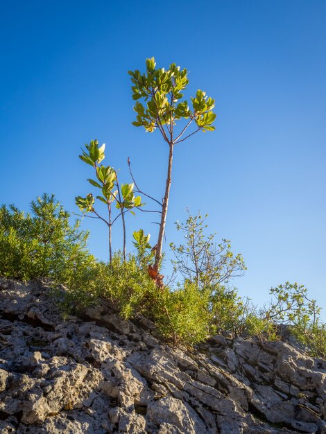 Foto vertical de plantas verdes e árvores em uma colina rochosa em um dia ensolarado