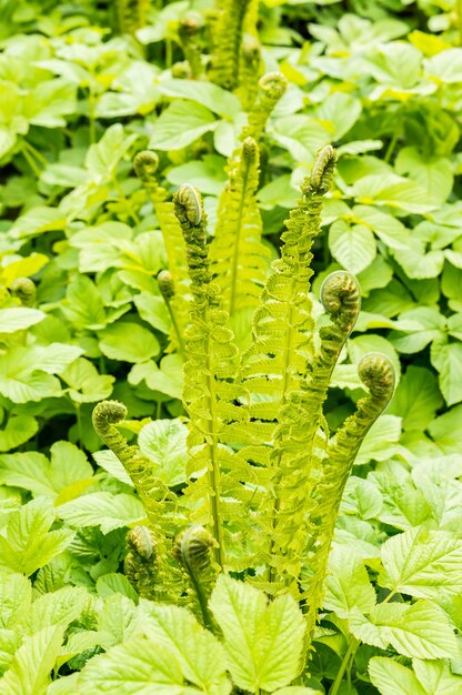 Foto vertical de samambaias verdes crescendo ao lado de outras plantas no campo