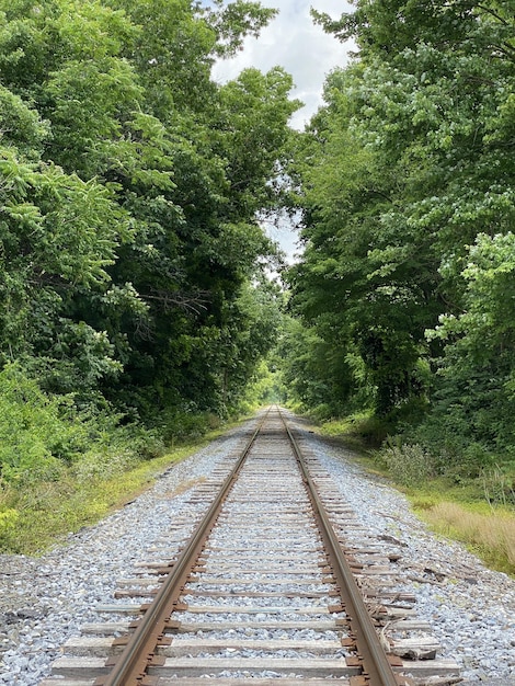 Foto vertical de trilhos de trem cercados por árvores