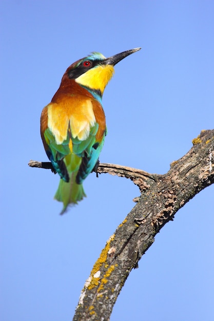 Foto vertical de um abelharuco em um galho de árvore sob a luz do sol