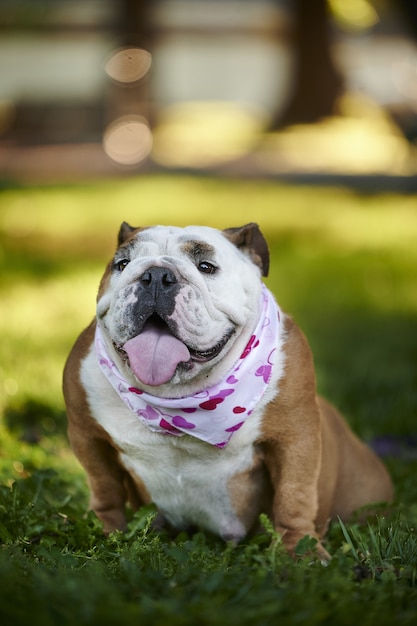 Foto vertical de um adorável bulldog inglês usando um lenço