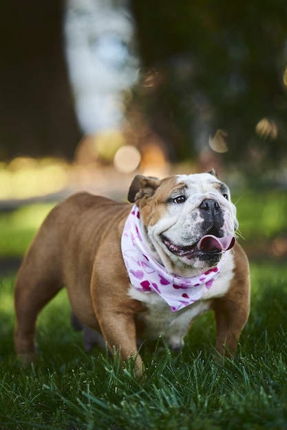 Foto vertical de um adorável bulldog inglês usando um lenço