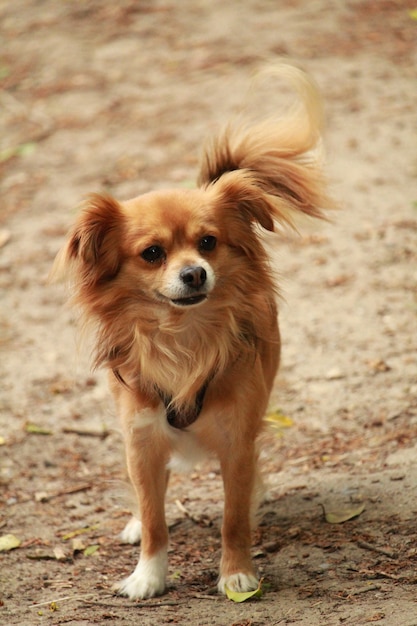 Foto vertical de um adorável cachorro Cachorro da raça Papillon