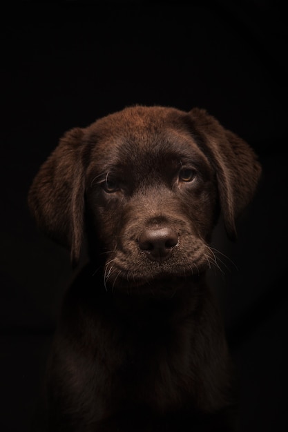 Foto grátis foto vertical de um adorável filhote de labrador chocolate no preto