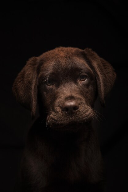 Foto vertical de um adorável filhote de Labrador Chocolate no preto