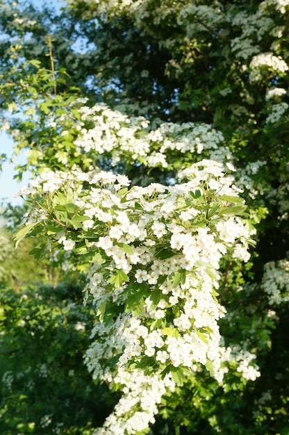 Foto vertical de um arbusto alto com flores brancas