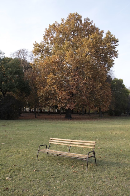 Foto vertical de um banco no parque atrás de uma árvore