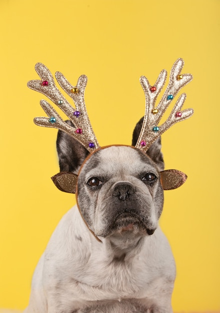 Foto grátis foto vertical de um buldogue francês com chifres de natal na cabeça em fundo amarelo