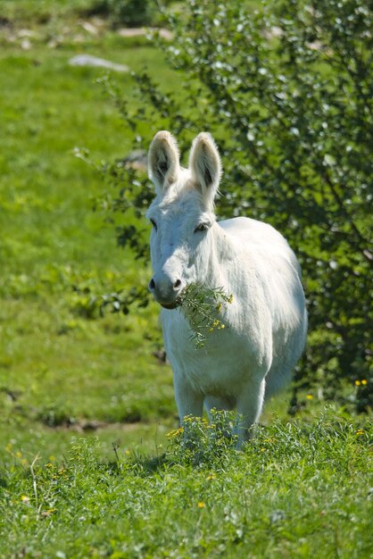 Foto vertical de um burro branco em um campo de fazenda, caminhando na vegetação sob a luz do sol