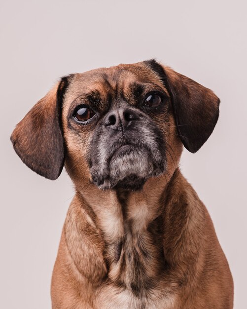 Foto vertical de um cachorrinho Puggle marrom fofo