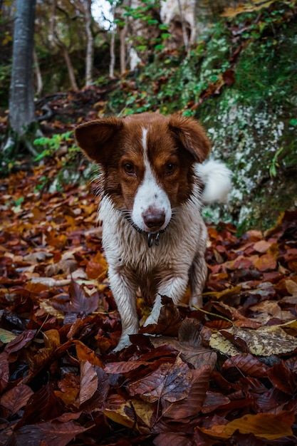 Foto vertical de um cachorro Border Collie em uma floresta de outono