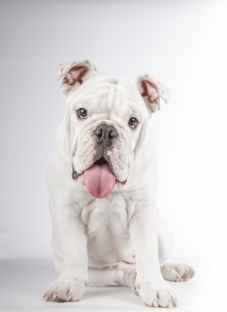 Foto vertical de um cachorro bulldog inglês engraçado sentado na parede branca