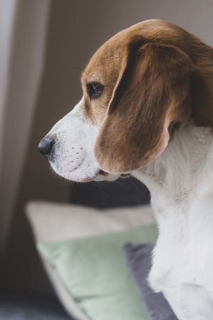 Foto vertical de um cachorro da raça Beagle