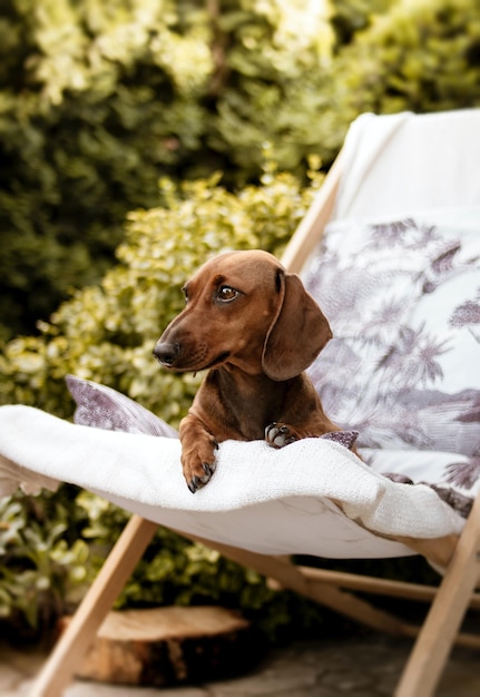 Foto grátis foto vertical de um cachorro dachshund marrom sentado em uma espreguiçadeira