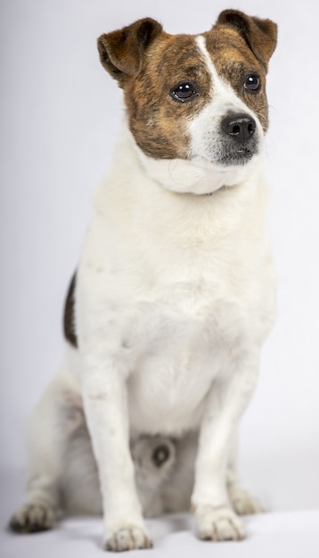 Foto vertical de um cachorro em uma superfície branca