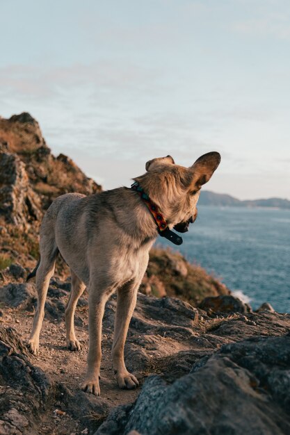 Foto vertical de um cachorro fofo parado em uma praia rochosa