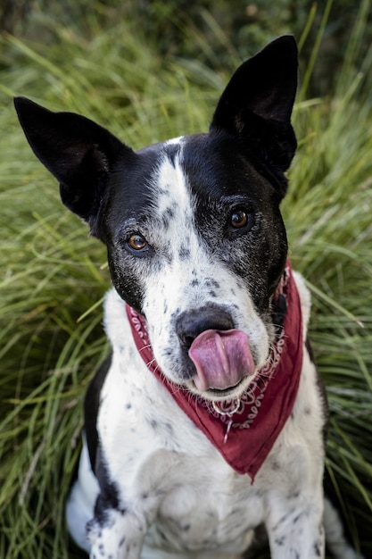 Foto vertical de um cachorro terrier Teddy Roosevelt fofo sentado na grama